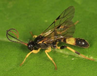 Ichneumon Wasps - Tryphoninae