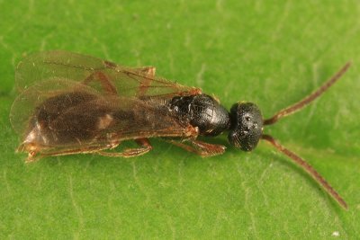 Pseudisobrachium sp. (male)