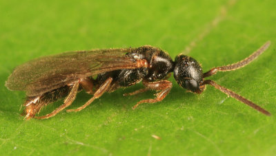 Pseudisobrachium sp. (male)