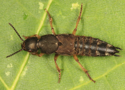 Platydracus viridanus