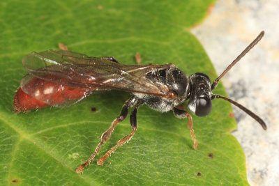 Aphid Wasp - Psenini