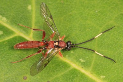 Aoplus pseudovelox