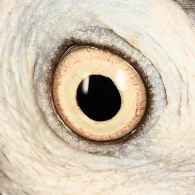 Louie the parrot's eye