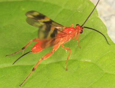  Braconid Wasps - Braconidae