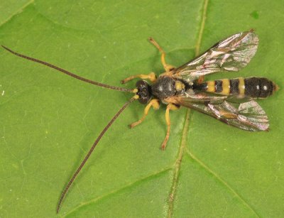 Colpotrochia trifasciata