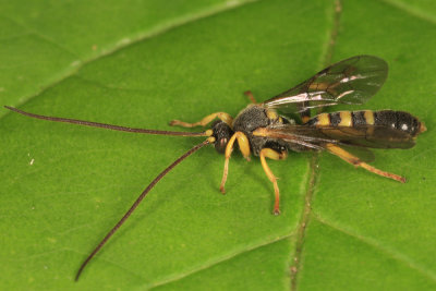 Colpotrochia trifasciata