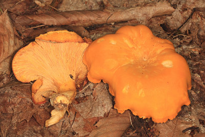 Cantharellus cibarius