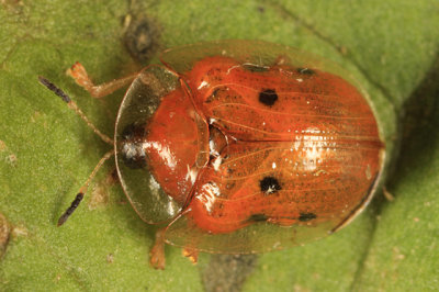 Golden Tortoise Beetle - Charidotella sexpunctata