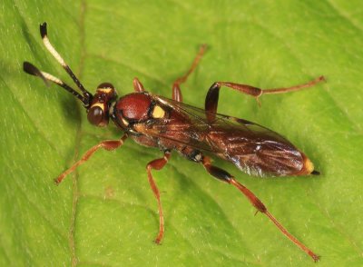 Melanichneumon indecoroatus