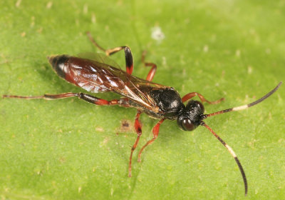 Phaeogenes sp.