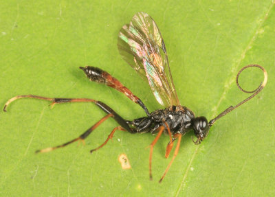 Euryproctus sp.