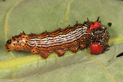 8010 - Red-humped Caterpillar - Schizura concinna