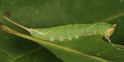 7975 - Mottled Prominent - Macrurocampa marthesia