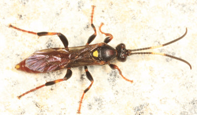 Ichneumon ultimus