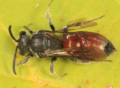 Sphecodes johnsonii (female)