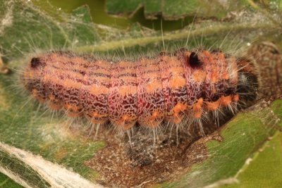 7895 - Sigmoid Prominent - Clostera albosigma (5th instar)