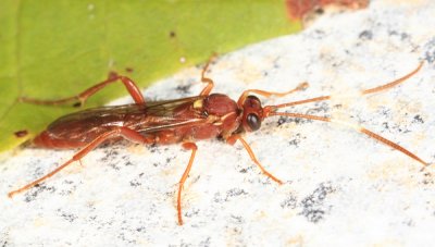 Aoplus thujarum