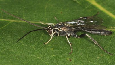 Cratichneumon sublatus