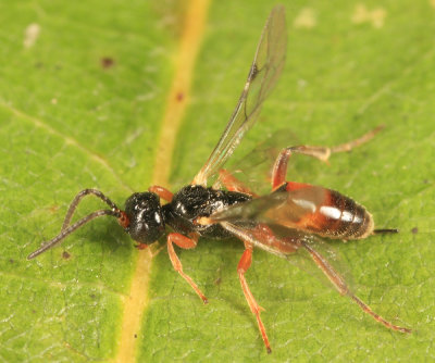 Phygadeuontini (undescribed genus)