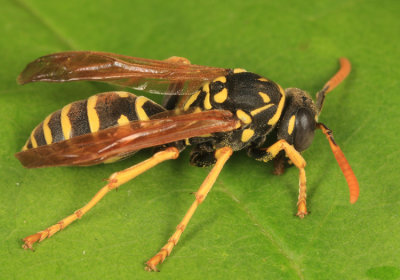 European Paper Wasp - Polistes dominula