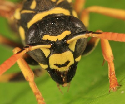 European Paper Wasp - Polistes dominula