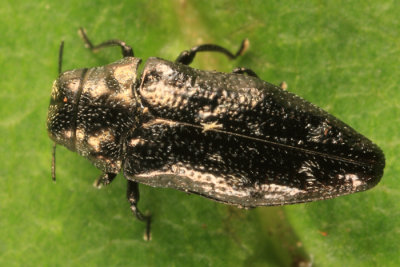 Taphrocerus nicolayi