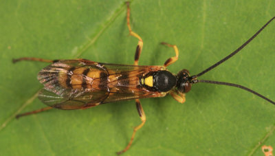 Eutanyacra vilissima (male)