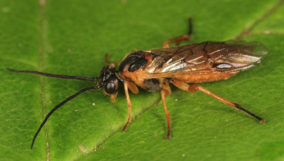 Pachynematus aurantiacus