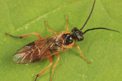 Pachynematus aurantiacus