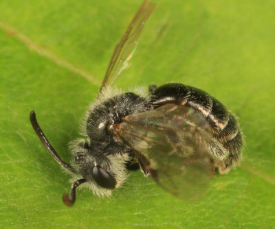 Andrena fragilis