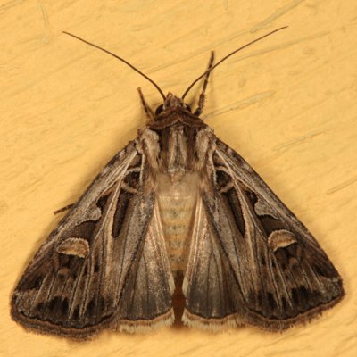 10670 - Dingy Cutworm Moth - Feltia jaculifera
