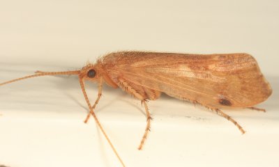 Limnephilus indivisus