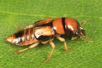 Cross-toothed Rove Beetles - Oxyporinae