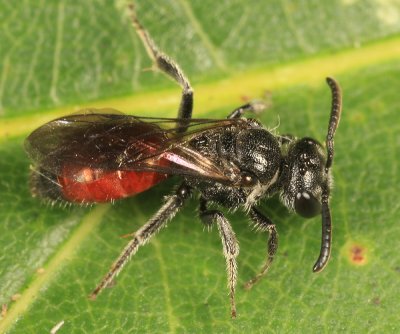 Sphecodes mandibularis