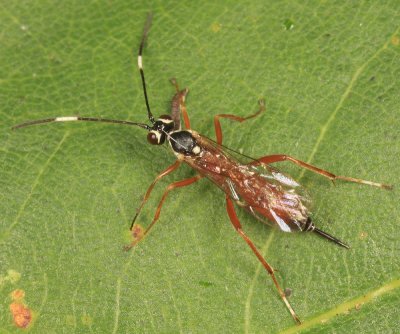 Ischnus inquisitorius atricollaris