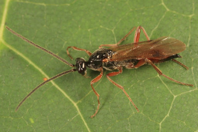 Proctotrupes gravidator (male)