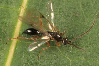 Exallonyx sp.