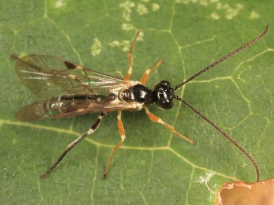 Smicroplectrus walleyi