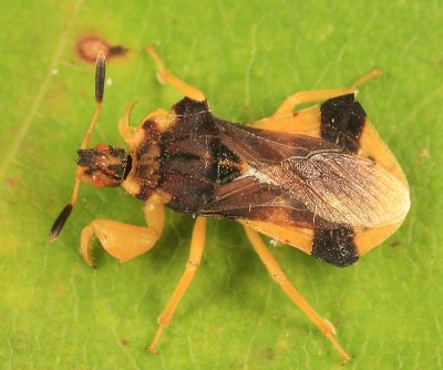 Phymata pennsylvanica