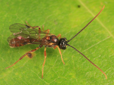Exyston maculosum (male)