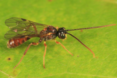 Exyston maculosum (male)