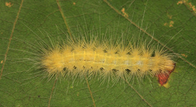 8137 - Virginian Tiger Moth - Spilosoma virginica