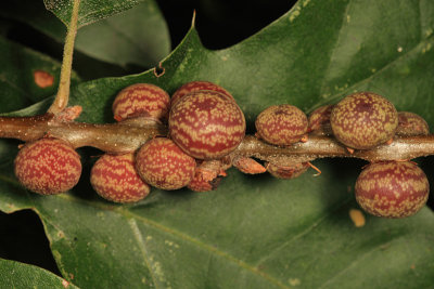 Banded Bullet Galls - Dryocosmus imbricariae