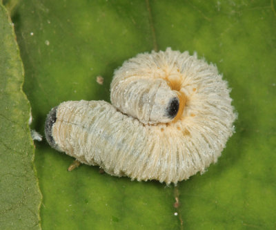 Macremphytus sp.