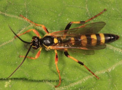 Ichneumon subdolus