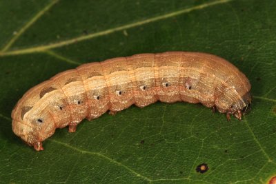 9669 - Yellow-striped Armyworm - Spodoptera ornithogalli