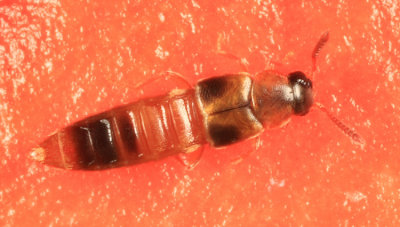 Silusida marginella