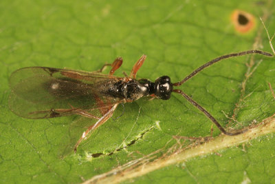 Exallonyx sp.