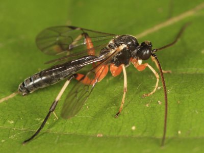 Otlophorus sp.