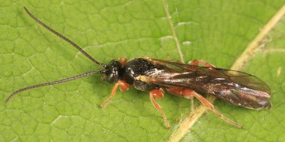 Exochus nigripalpis tectulum